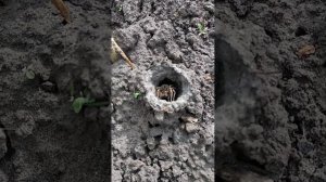 стратегия охот- земляные пауки.