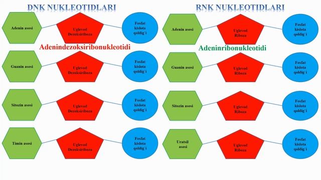 Nuklein kislotalar-DNK || Нуклеин кислоталар-ДНК смотреть онлайн