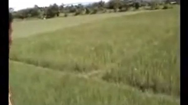 Тигр атакует. Макс +100500. Tiger attack