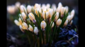 Антонио Вивальди Весна Март