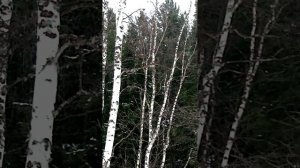 Охота с МР 512 на Тетерева с потхода