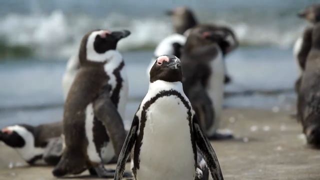 Free new animal Footage Video HD no copyright смотреть онлайн