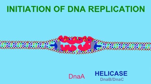 DNA REPLICATION: HELICASE AND TOPOISOMERASE