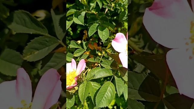 ШИПОВНИК #bayern #природагермании #лечебныетравы #флора #wetterheute смотреть онлайн