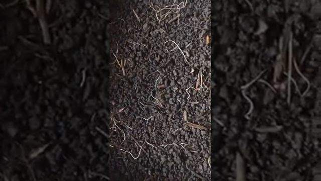 Дендробена. Размножение дендробены. Гомель. Павел Наводчиков смотреть онлайн