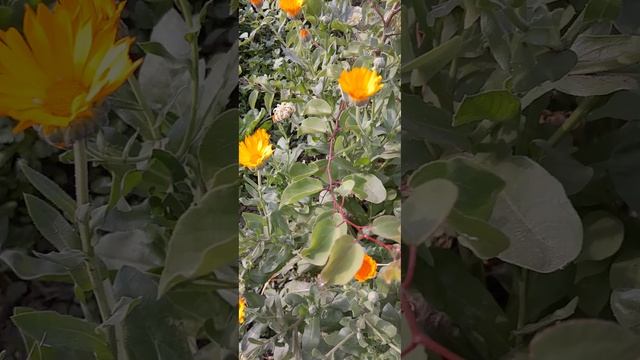 Flowers Nature of Central Asia Vegetable Greenery Herbage Wildlife Imaginary Fancy Sunshine Animal смотреть онлайн