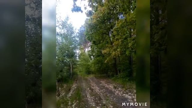 Красота дикой природы смотреть онлайн