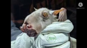 факты о молотоголовых крыланах