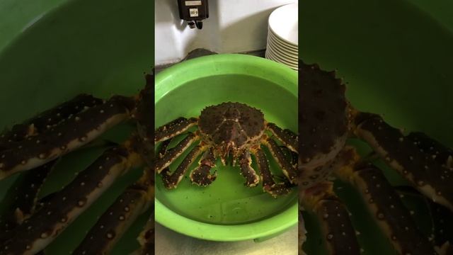 Живой краб🦀Баренцево море🌊