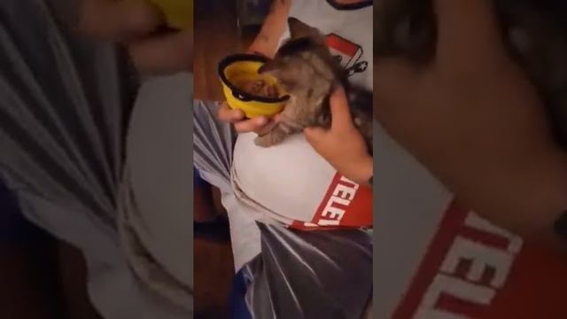 Kitten With Severe Cerebellar Hypoplasia & Spasms