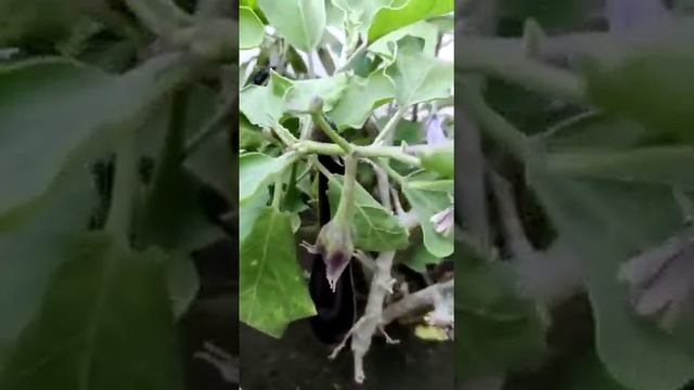 Three Year Old Brinjal Plant In Kitchen Garden/ Regular Fruiting From 3 Years And Continuing .....