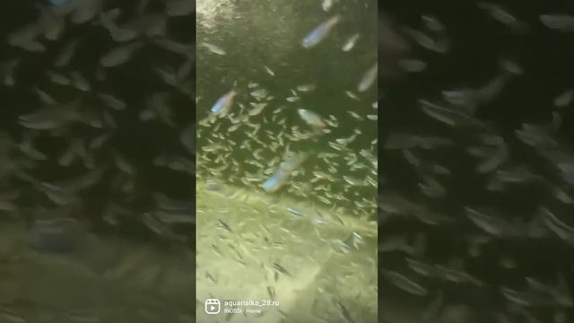 голубой неон смотреть онлайн