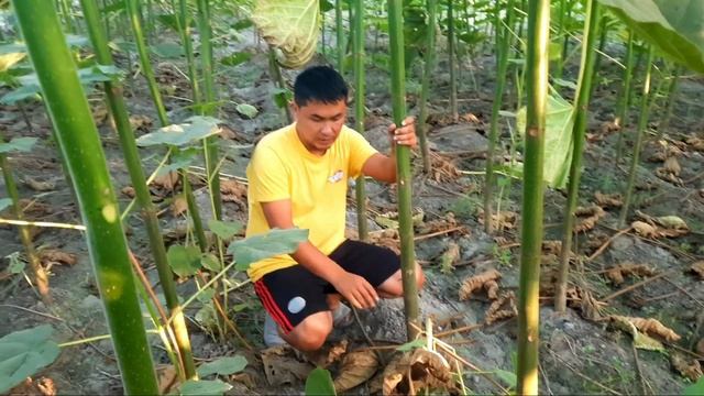 Павловния баргларини хайвонларга берса болади , таййор йем сифатида фойдаланинг смотреть онлайн