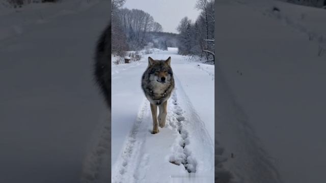 Волк. смотреть онлайн