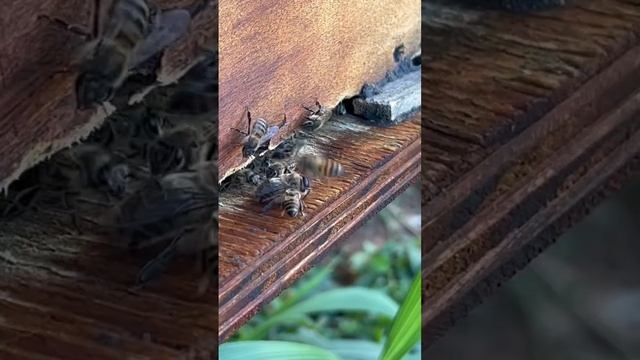 A huge drone bee prepares for flight смотреть онлайн