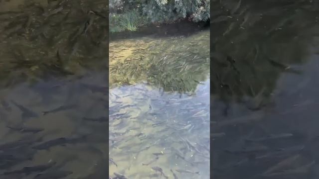 Нерест рыбы смотреть онлайн