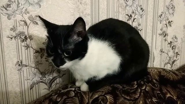 моя кошка смотреть онлайн