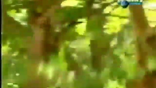 Лесные животные