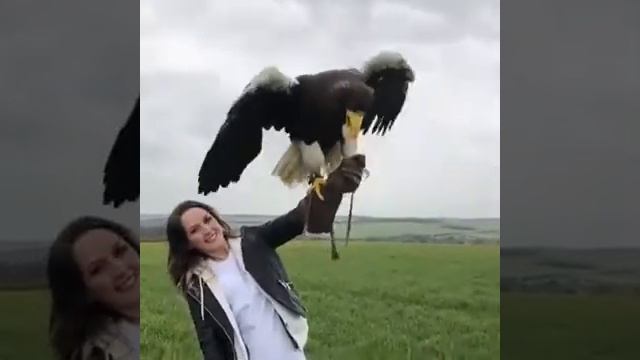 Наглядно о размерах орлана