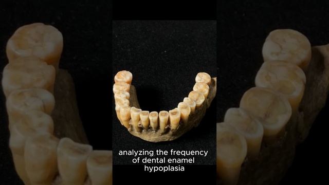 The REAL Reason Neanderthals Went Extinct (They Starved Their Kids)