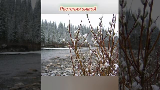 Детям о зимней природе