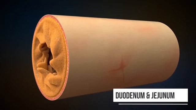 Біологія. 8 клас. Урок 20. Процеси травлення у шлунку і кишківнику. Частина 2 смотреть онлайн