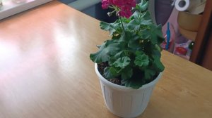 сиМ Кудесница