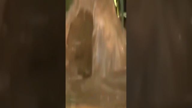 Amazing!Anaconda Eat Crocodile😱😱😱