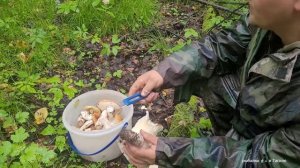 Набрал грибов и отдал прохожей Бабушке,Грибалка 2023 по Красноголовикам