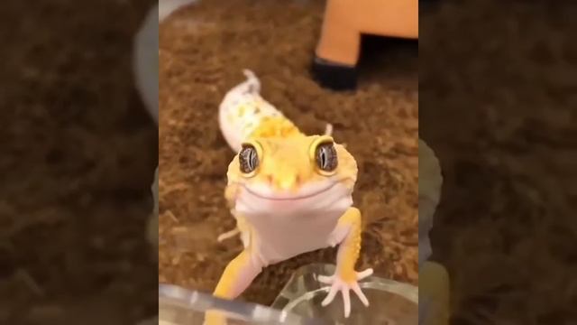 Дикая природа 2020 / Познавательное в мире животных за МАРТ 2020, ПОЗНАЙ НЕПОЗНАННОЕ