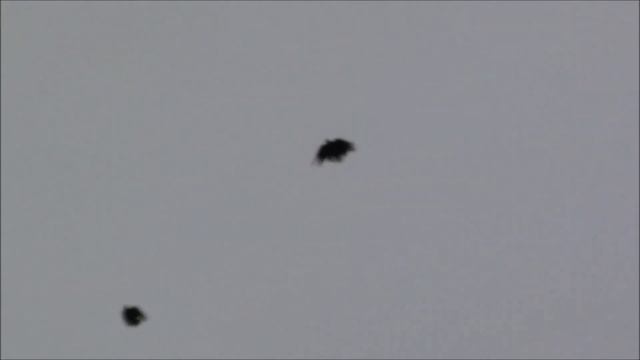 Голуби 26 01 19 г. смотреть онлайн