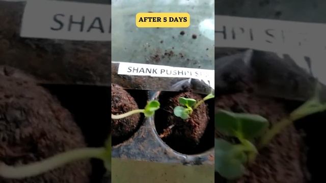 EASY AND FAST GROWING SEED BALL METHOD FOR SHANKHPUSHPI  APARAJITHA  CLITORIA TERNATEA BUTTERFLY PE