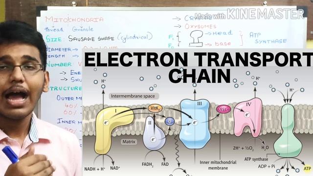 what is mitochondria?(endosymbiotic theory explained) смотреть онлайн