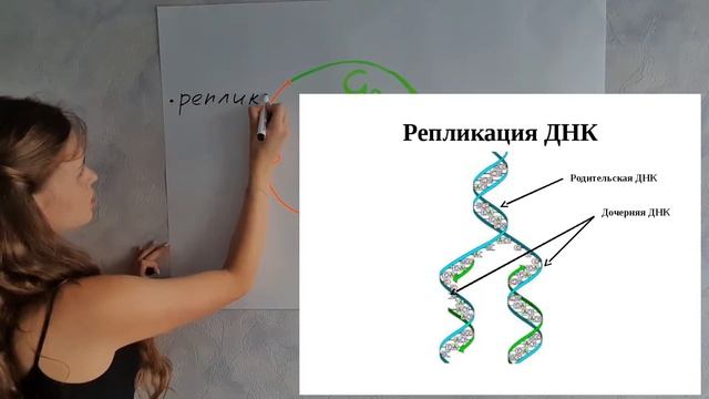 Клеточный цикл BiochemSecrets смотреть онлайн