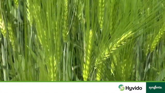 Демо поле хибриден ечемик Hyvido - Горна Липница - Боряна Златинова смотреть онлайн