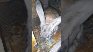 пропойка кроликов и кур марганцем и йодом, полынь