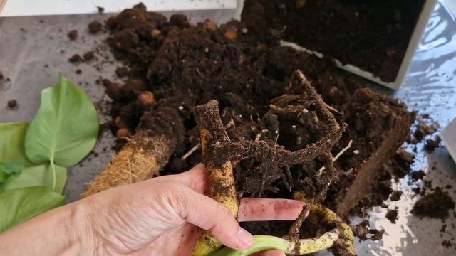 Монстера:уход ,перевалка и пересадка. смотреть онлайн