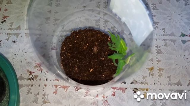 СДЕЛАЙТЕ ТАК И РАССАДА ТОМАТОВ НЕ ВЫТЯНЕТСЯ!🌱ТОМАТЫ ЗАВАЛЯТ ВАС УРОЖАЕМ!!!