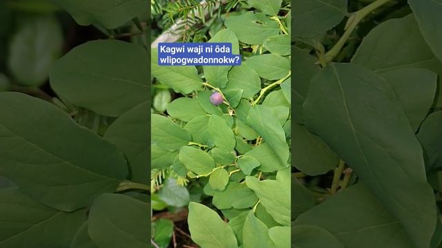 Why doesn't this taste good? It is not blue. Unripe blueberry. Abenaki Language #abenaki смотреть онлайн