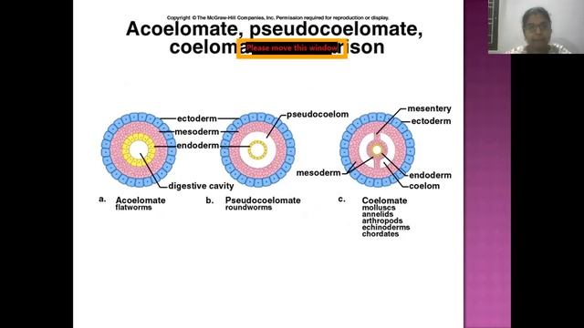 Evolution of coelom(J.Swathi) смотреть онлайн