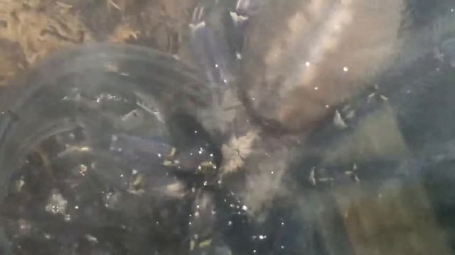 Чет пару недель уже прошло, не упала она линять 😸😹 Poecilotheria Metallica ⚡️