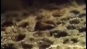 Зоология  Суринамская пипа   забота о потомстве