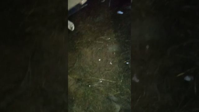 Вечерние домашние дела на вечер, итог количество яиц сегодня 4 штуки. + 1 голубое класс. смотреть онлайн