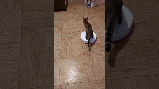 #кот #чудо #домашниеживотные #другчеловека #любовь смотреть онлайн