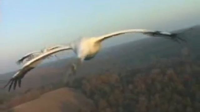 Whooping Crane - PSA смотреть онлайн