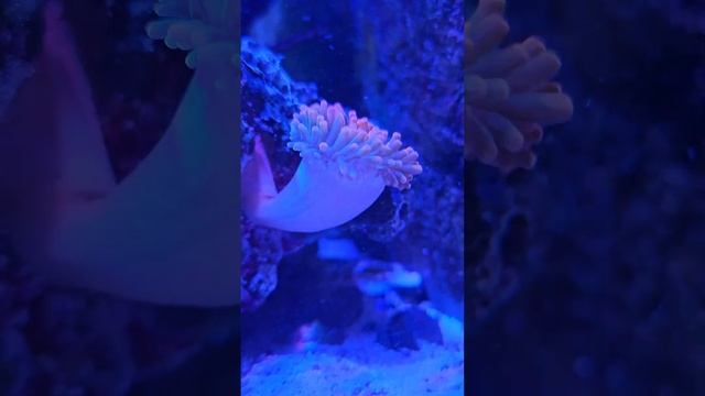 Baby anemone in my tank #coraltank #coral #coralreef #aquarium #reeftank #anemone смотреть онлайн