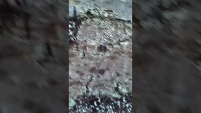 Распространите видео что бы охрана природы принесла меры 🚫 смотреть онлайн