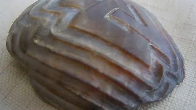 Rytiny Mořských škeblí