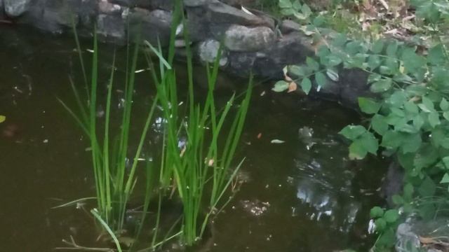 лягушки квакают в пруду. летний вечер и лягушки смотреть онлайн