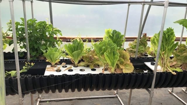 Bioponics; Adding Organic Biomass Directly To Deep Water Grow Beds.